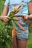 Girl with a bunch of freshly lifted carrots.