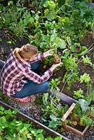 Woman harvesting swedes - Brassica napus var. napobrassica.