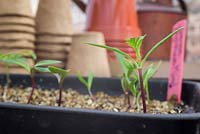 Cosmos sulphureus 'Brightness Mixed' seedlings - growth development 