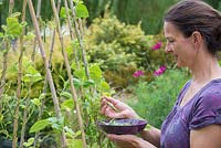 Woman harvesting Phaseolus vulgaris 'Blue Lake' - French beans