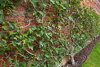 Ficus carica - espaliered fig trained against the brick wall in the walled vegetable garden