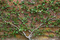Ficus carica - espaliered fig trained against the brick wall in the walled vegetable garden