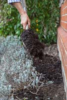 Adding a mulch of compost to help with soil fertility