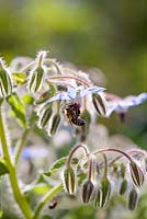 Borago officinalis - Borage with bee