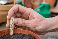 Adding plant label for Aubergine 'Black Beauty' - Solanum melongena