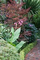 Acer palmatum 'Beni Otake' with Clerodendron bungei and pink flowers of Canna iridiflora, border lined with clipped hedge of Lonicera nitida 'Baggesen's Gold'