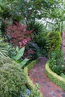 Acer palmatum 'Beni Otake' with Clerodendron bungei and pink flowers of Canna iridiflora, border lined with clipped hedge of Lonicera nitida 'Baggesen's Gold', brick path curved path
