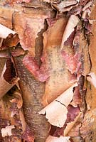 Acer griseum bark