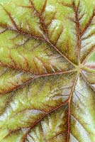 Begonia metallica AGM. Metal-leaf begonia.  Top surface of leaf  