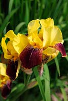 Iris 'Rajah' close up of flower