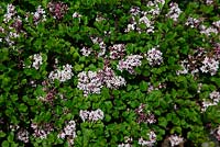 Syringa meyeri 'Pallbin' shrub in flower