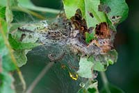 Yponomeuta spp - Small ermine moth caterpillars feeding on apple leaves