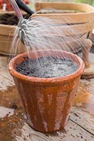 Watering freshly sown Tomato 'Chocolate Cherry' - Lycopersicon lycopersicum' seeds