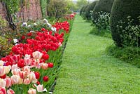 Mixed Darwin tulips in border and Yew topiary - Helmingham Hall