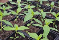 Growth development of Zinnia seedlings