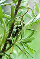 The Rosemary Beetle - Chrysoline americana, feeds on the foliage of Rosemary and other aromatic herbs, such as Lavender, sage and thyme.