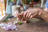 Securing stub wire to Rosa 'Ambridge Rose' using floral tape, which strengthens the stem and keeps the plant erect