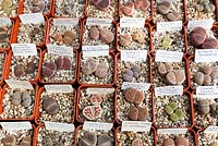 Collection of Lithops
