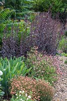 Herbaceous border of Diascia barberae 'Blackthorn Apricot', Iris germanica 'Harriette Halloway', Salvia microphylla 'Ribambelle', Atriplex hortensis var. rubra and Ailanthus altissima