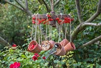 Parus Major - Great tit feeding.  A weathered metal wheel bird feeder featuring hanging terracotta pots offering a variety of berries and seeds for the birds, decorated with Pyracantha berries