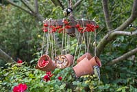 Cyanistes Caeruleus - blue tit and Parus Major - great tit feeding. A weathered metal wheel bird feeder featuring hanging terracotta pots offering a variety of berries and seeds for the birds, decorated with Pyracantha berries