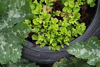 Salad leaves growing in a recycled tyre container - August - RHS Harlow Carr - North Yorkshire