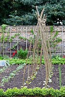 Willow plant supports in vegetable garden. Walled kitchen garden - Late April - Kew Gardens, London, UK