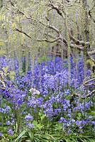 Hyacinthoides non-scripta under a sky of Wisteria just about to flower - Late April - Kew Gardens, London, UK