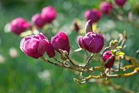 Magnolia 'Black Tulip Jurmag1'