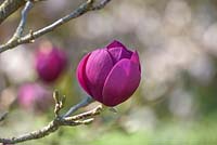 Magnolia 'Black Tulip Jurmag1' 