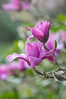 Magnolia 'Vulcan' spring 