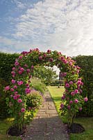 Rosa 'Madame Isaac Periere' on a formal rose arch 