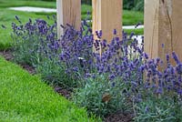 Lavandula angustifolia 'Hidcote' planted at the base of the pergola with a lighting feature hidden amongst the foliage