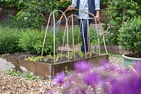 Woman watering young Climbing Spinach - Basella rubra seedlings in a raised vegetable bed within a potager