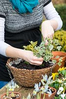 Planting a February hanging basket. Step 3: planting trailing ivy to spill over the edge.