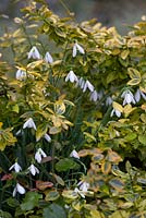 Galanthus 'Atkinsii' - Snowdrops amongst Euonymus fortunei 'Emerald 'n' Gold'. RHS Rosemoor