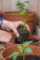 Potting on Pepper 'Hungarian Hot Wax' -Capsicum annuum seedlings