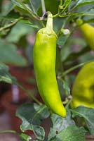 Capsicum annuum 'Hungarian Hot Wax' -  Developing fruit of Pepper 
