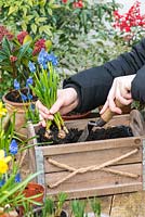 Planting a March Container. Step 3: plant the grape hyacinths at the back of the box.