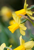Narcissus 'Tete-a-Tete', daffodil