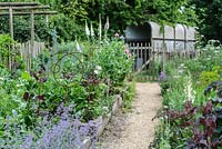 Raised Beds for herbs, vegetables and strawberries. Interplanted with nectar plants for pollinators. Nepeta, Digitalis purpurea. Young Atriplex hortensis - Garden Orache plants.