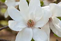 Magnolia stellata 'Norman Gould'