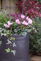Pink Winter Container featuring Conifer, Cyclamen, Carex comans 'Frosted Curls', Variegated Ivy and Hebe 'Hot Shot' Hey Beauty series