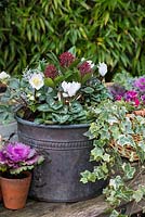 Planting a winter container. A red budded Skimmia japonica is placed amidst white Cyclamen persicum, silver-leaved Calocephalus 'Silver Sand', trailing variegated ivy and white Helleborus niger 'Christmas Carol'. In pots and basket, pink cyclamen and ornamental cabbages.