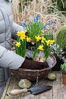 Planting a late winter wicker hanging basket. Step 3 : Place the taller Muscari armeniacum bulbs with the Narcissus 'Tete-a-Tete', again leave a small space in the very centre.