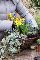 Planting a late winter wicker hanging basket. Step 6: Place the spreading Euonymus at the edge of the basket so it can trail as it grows.