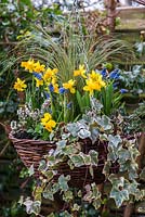 Late winter wicker hanging basket planted with Stipa tenuissima, Narcissus 'Tete-a-Tete', Muscari armeniacum, Erica x darleyensis 'Bing', Hedera helix, Euonymus fortunei 'Emerald Gaiety' and variegated ivy.