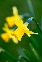 Narcissus 'Tete-a-Tete'. A winter flowering daffodil, January