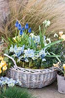 A February basket planted with Galanthus 'Cowhouse Green', Muscari armeniacum, Lithodora diffusa 'Heavenly Blue', Iris reticulata 'Katharine Hodgkin and ivy. Edged in pots of Crocus 'Cream Beauty'.