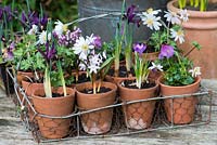 Vintage terracotta pots in wire basket, planted with Chionodoxa forbesii 'Pink Beauty', Crocus 'Ruby Giant', Iris reticulata 'J.S. Dijt', Anemone blanda, heather and violas.